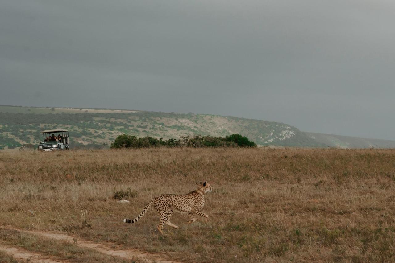 Hlosi Game Lodge - Amakhala Game Reserve Buyskloof Exterior foto