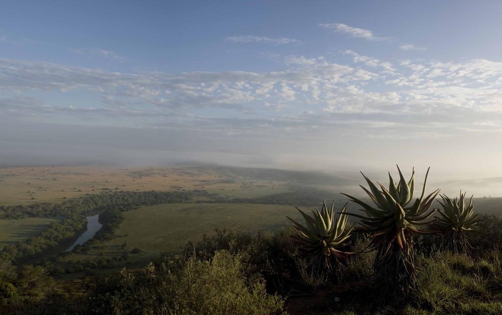 Hlosi Game Lodge - Amakhala Game Reserve Buyskloof Exterior foto